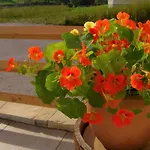 In Mit Grosser Terrasse By Interhome 아파트 Sankt Koloman