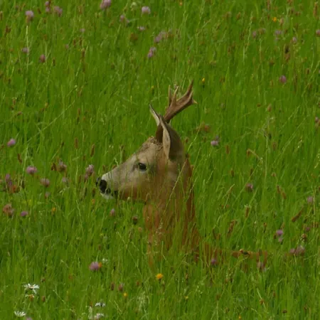 In Mit Grosser Terrasse By Interhome * Sankt Koloman