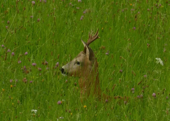 In Mit Grosser Terrasse By Interhome * Sankt Koloman