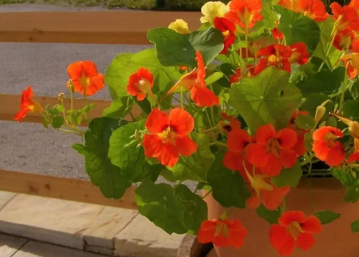 In Mit Grosser Terrasse By Interhome Appartement Sankt Koloman